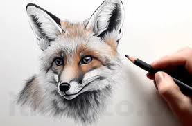 Drawing:1enzi6g2cvg= Fox Techniques for Beginners and Pros