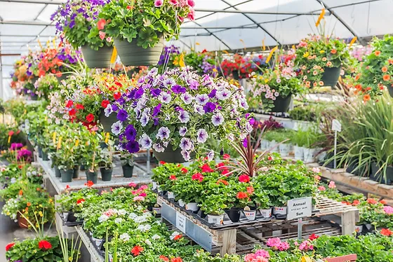 The Benefits of Plant Nurseries webfreen.com A Comprehensive Guide